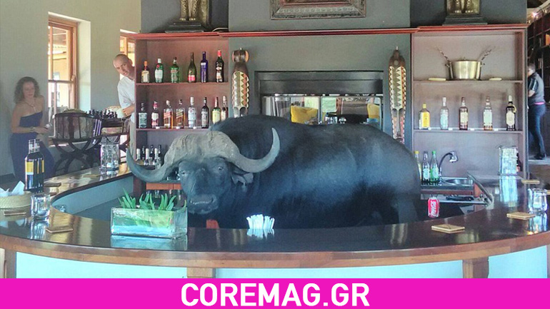 Αφρικανικό βουβάλι μπαίνει σε  μπαρ